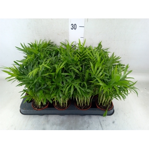 Chamaedorea elegans