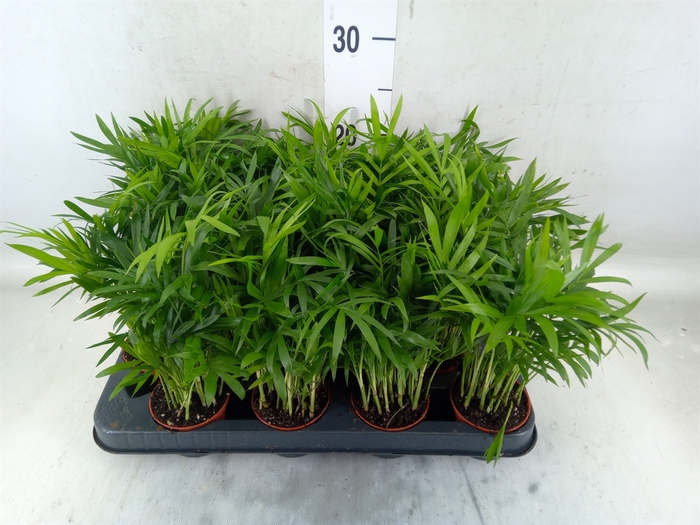 <h4>Chamaedorea elegans</h4>