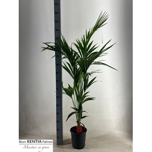 HOWEA FORSTERIANA