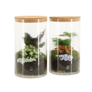 11691: Consideration terrarium