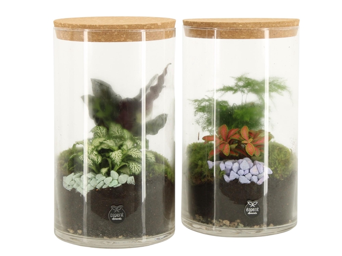 <h4>11691: Consideration terrarium</h4>