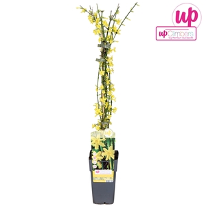 Jasminum nudiflorum P15