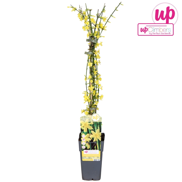 <h4>Jasminum nudiflorum P15</h4>