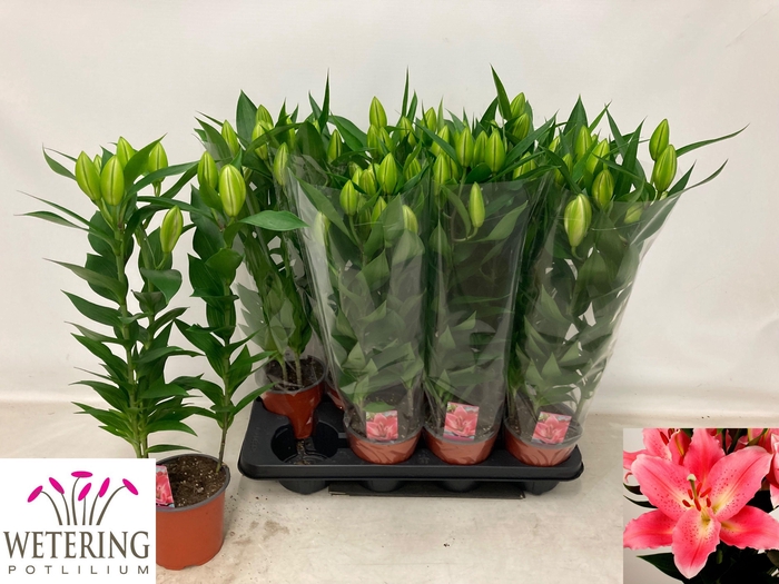 <h4>LIL OR SUNNY CAMINO</h4>