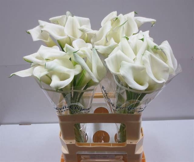 <h4>ZANTEDESCHIA  'CRYSTAL BLUSH'</h4>