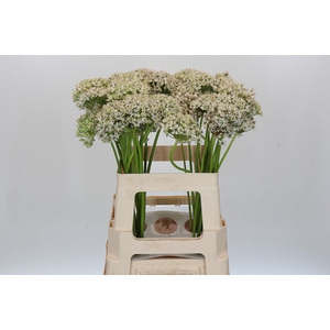 Allium Nigrum