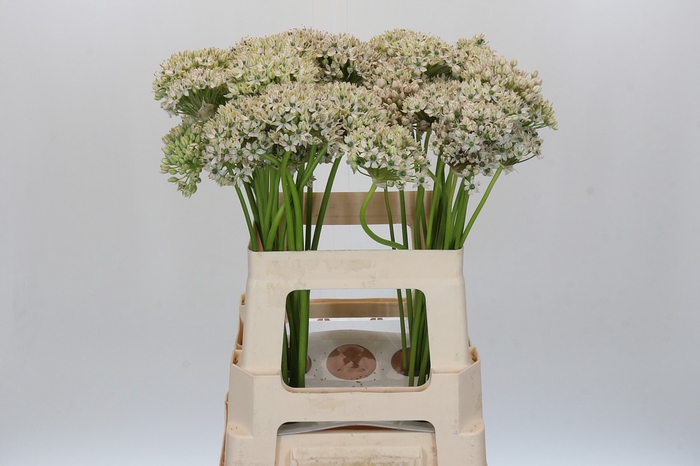 Allium Nigrum