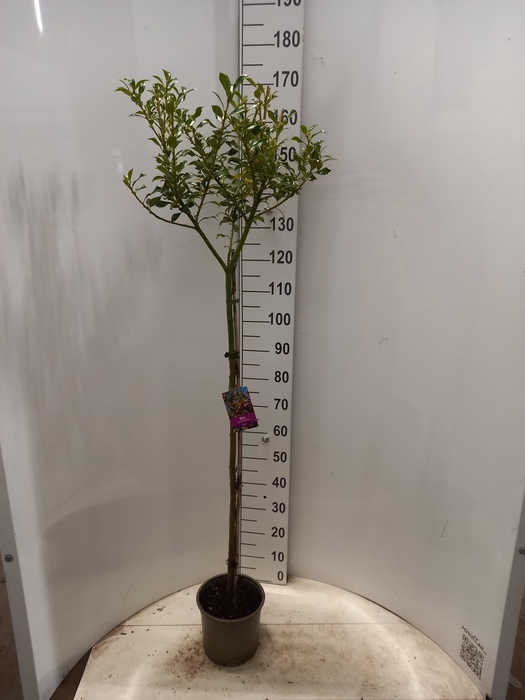 <h4>ILEX AQ ALASKA</h4>