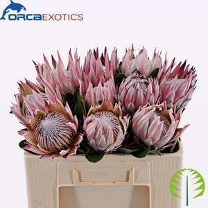 PROTEA CYNAROIDES