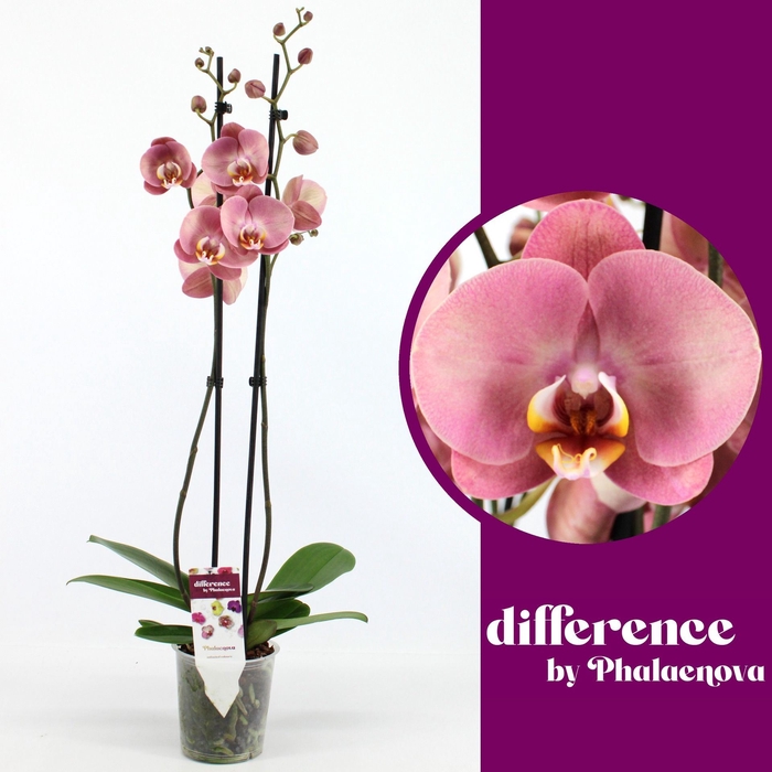 <h4>Phalaenopsis overig roze (enkele ta</h4>