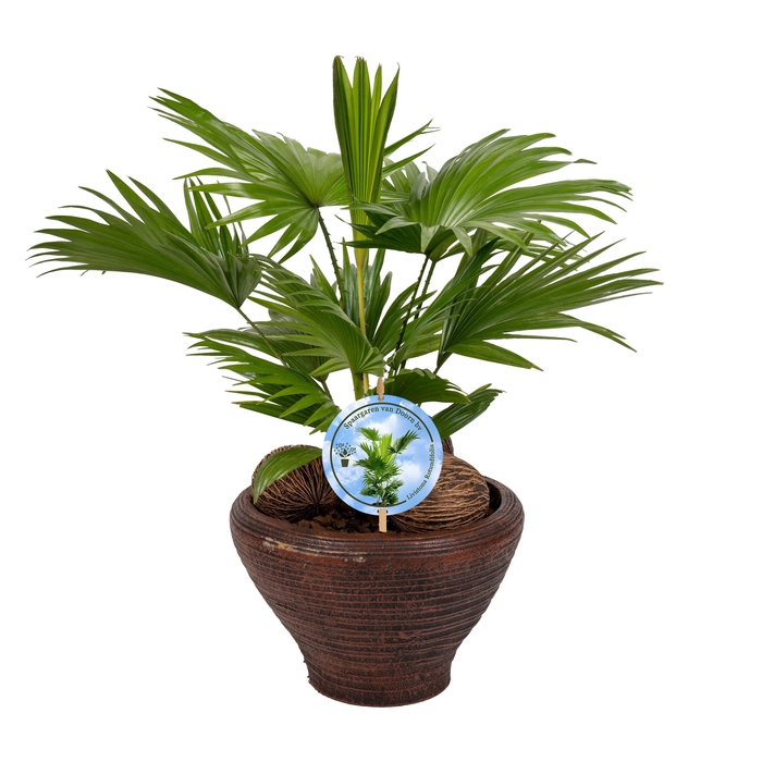 <h4>Livistona nr 6 hoedje Brown Lucht Zuiverend Aspd</h4>