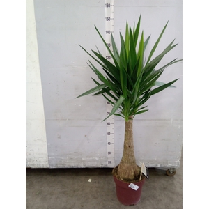 Yucca elephantipes   ...