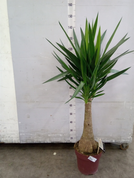 <h4>Yucca elephantipes   ...</h4>