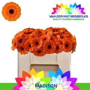Ge Mi Madison 07 CM,AQUA,(NL),MPS A,(20)