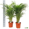 Dypsis Lutescens 20pp