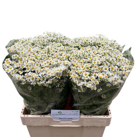 <h4>Tana Pa Cameron</h4>