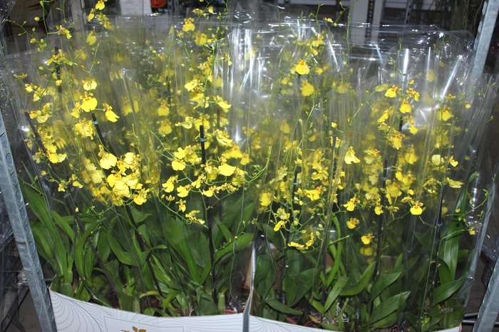 <h4>ONCIDIUM ALOHA P15</h4>