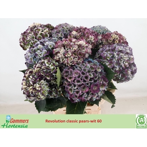 HORT MAG REVOLUTION CLASSIC PURPER