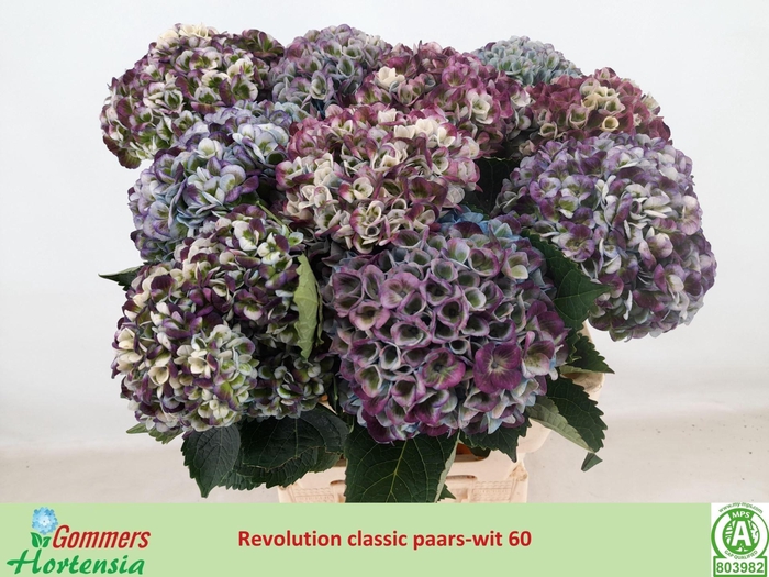 <h4>HORT MAG REVOLUTION CLASSIC PURPER</h4>