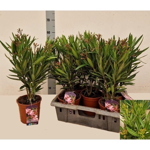 NERI OLEANDER