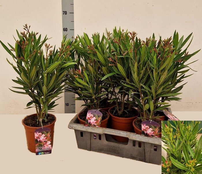<h4>NERI OLEANDER</h4>