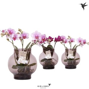 Kolibri Orchids Phalaenopsis Roots mix in glas bowl lila