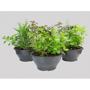 COQUETEL ERVAS AROMATICAS C21
