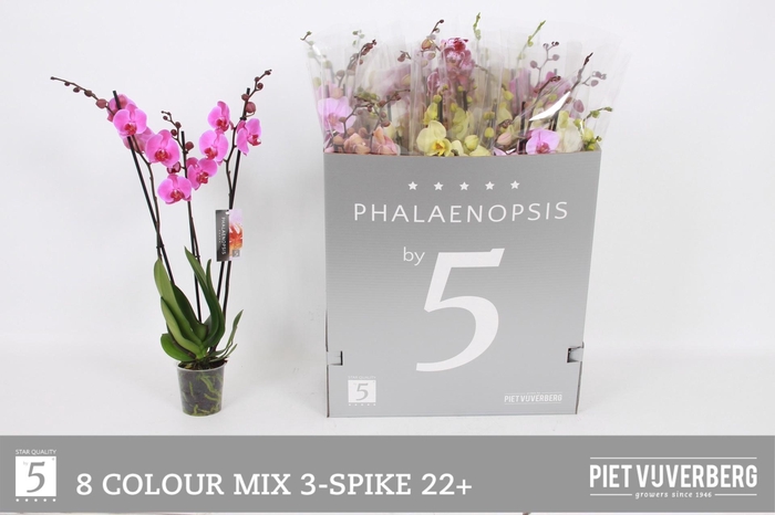 <h4>PHAL GEM 8 KL</h4>
