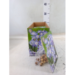 Flowerbulbs, corns or tubers   ...