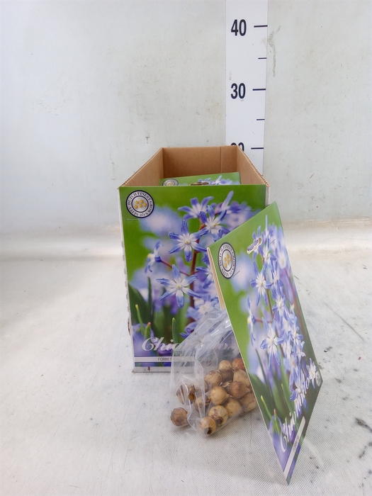<h4>Flowerbulbs, corns or tubers   ...</h4>