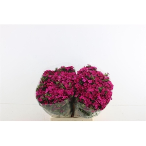 Di Barb Neon Cherry 45cm