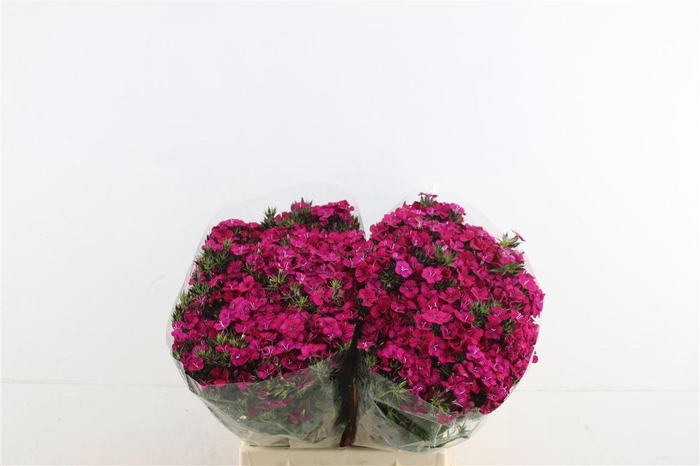 <h4>Di Barb Neon Cherry 45cm</h4>