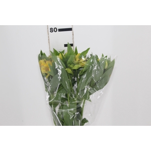 ALSTROEMERIA FLORIDA 080 CM