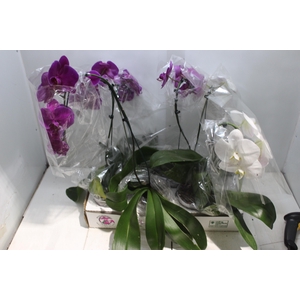 PHALAENOPSIS CASCATA P15 MIN 5 FLS