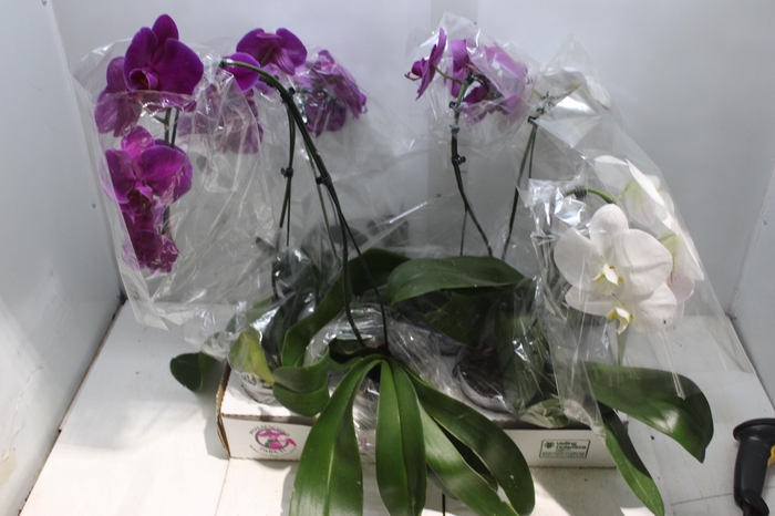 <h4>PHALAENOPSIS CASCATA P15 MIN 5 FLS</h4>