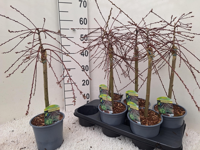 <h4>SALIX REP ARMANDO</h4>