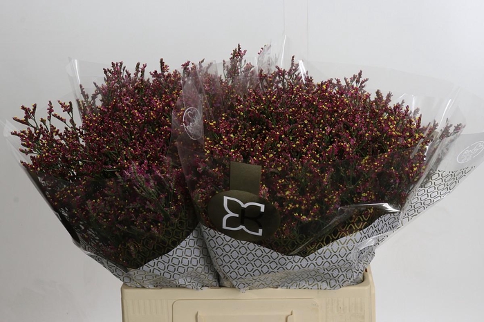 <h4>Limonium Scarlet Diamond</h4>