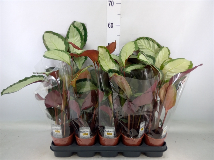 <h4>Calathea picturata 'Argentea'</h4>