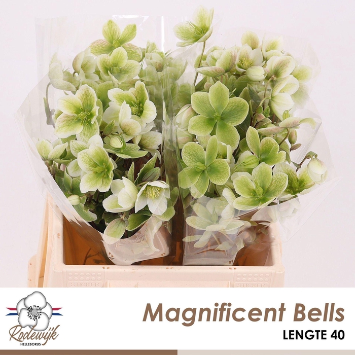 <h4>Helleborus 'Magnificent Bells'</h4>