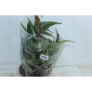RUMOHRA ADIANTIFORMIS VARIEGATA C21