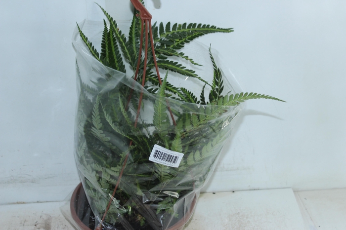 <h4>RUMOHRA ADIANTIFORMIS VARIEGATA C21</h4>