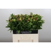 Paeonia Red Charm