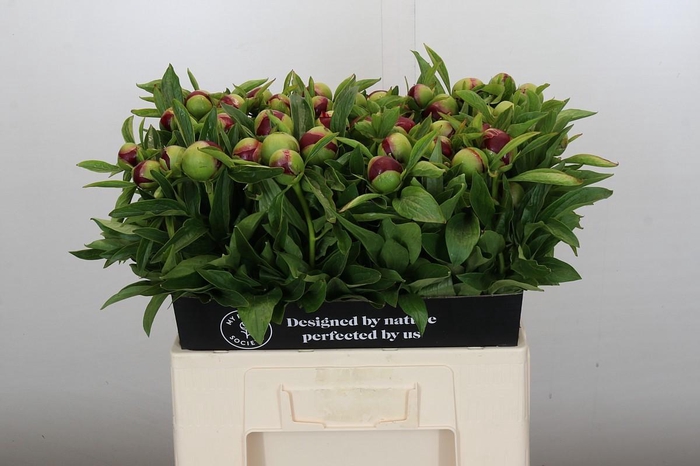 <h4>Paeonia Red Charm</h4>