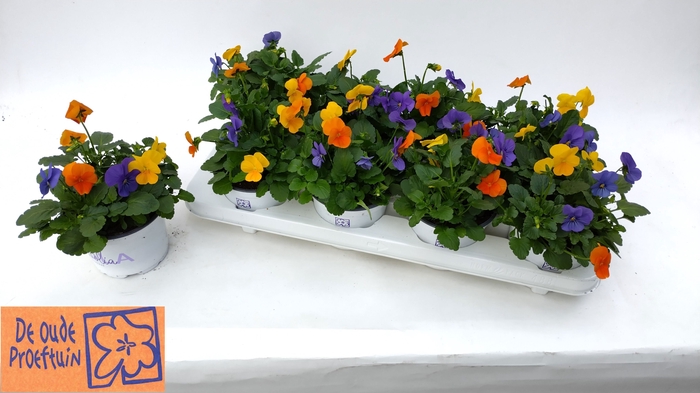 <h4>VIO TRICOLOR</h4>