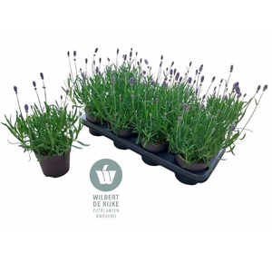 LAVANDULA HIDCOTE P12