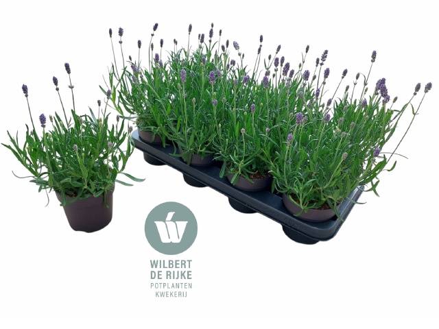 <h4>LAVANDULA HIDCOTE P12</h4>