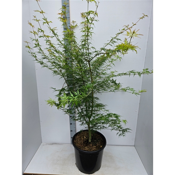 <h4>Acer palmatum 'Seiryu'</h4>