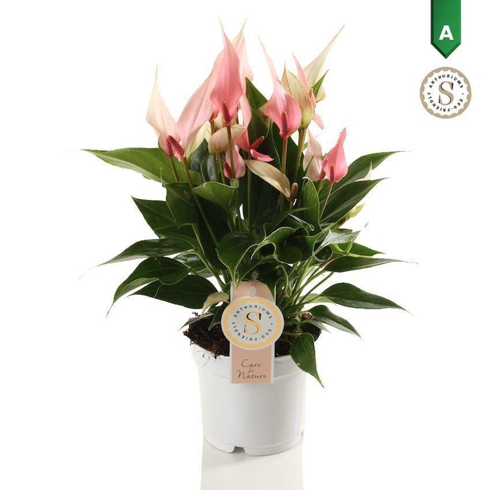 <h4>Anthurium andr. 'Lilli'</h4>