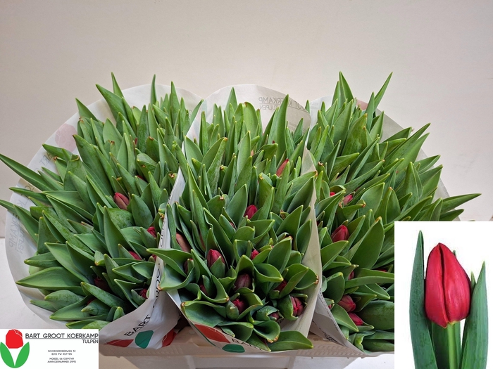 <h4>TU EN RED STONE</h4>