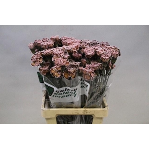 Dianthus st paint molly brown